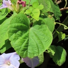 Ipomoea nil at Mission Beach, QLD - 13 Aug 2024