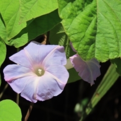 Ipomoea nil at Mission Beach, QLD - 13 Aug 2024