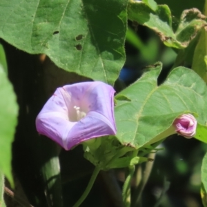 Ipomoea nil at Mission Beach, QLD - 13 Aug 2024