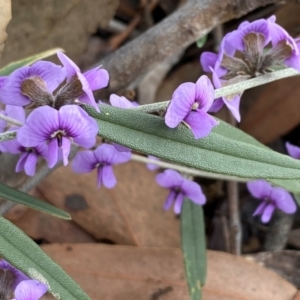 Hovea heterophylla at Hall, ACT - 13 Aug 2024 01:06 PM