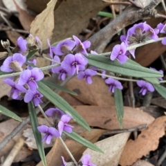 Hovea heterophylla at Hall, ACT - 13 Aug 2024