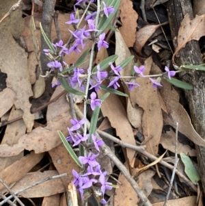 Hovea heterophylla at Hall, ACT - 13 Aug 2024 01:06 PM