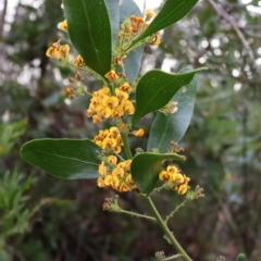 Daviesia latifolia (Hop Bitter-Pea) at Ulladulla, NSW - 10 Aug 2024 by Clarel