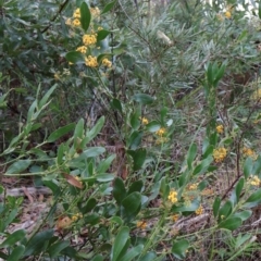 Daviesia latifolia at Ulladulla, NSW - 10 Aug 2024