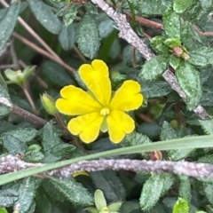 Hibbertia empetrifolia subsp. empetrifolia at Twelve Mile Peg, NSW - 10 Aug 2024 by Clarel