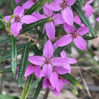 Boronia ledifolia (Ledum Boronia) at Twelve Mile Peg, NSW - 10 Aug 2024 by Clarel