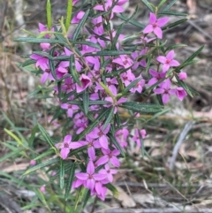 Boronia ledifolia at Twelve Mile Peg, NSW - suppressed