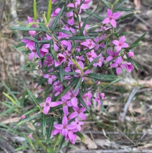 Boronia ledifolia at Twelve Mile Peg, NSW - suppressed
