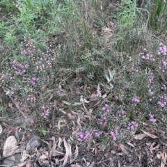 Boronia ledifolia at Twelve Mile Peg, NSW - suppressed