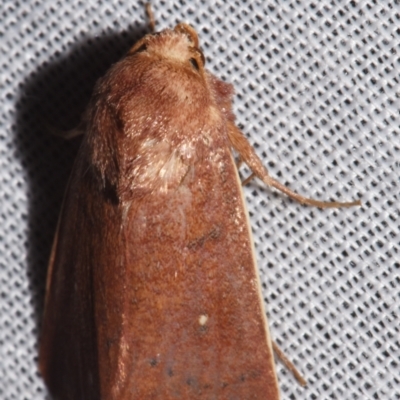 Leucania leucosta (A Noctuid moth (Hadeninae)) at Sheldon, QLD - 8 Mar 2024 by PJH123