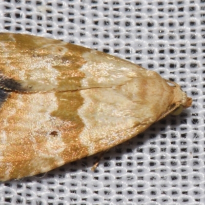 Maliattha amorpha (An Erebid moth (Acontiinae) at Sheldon, QLD - 8 Mar 2024 by PJH123