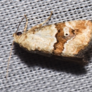 Maliattha amorpha at Sheldon, QLD - suppressed