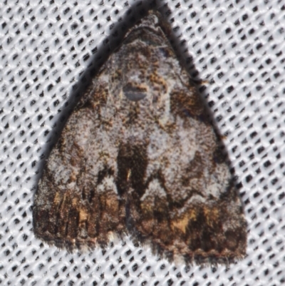 Metachrostis paurograpta (An Erebid moth (Boletobiinae)) at Sheldon, QLD - 9 Mar 2024 by PJH123