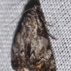 Metachrostis paurograpta at suppressed - suppressed