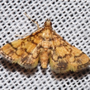 Metasia tiasalis at suppressed - suppressed