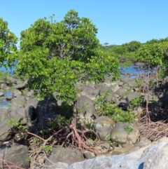 Unverified Other Tree at Mission Beach, QLD - 13 Aug 2024 by lbradley