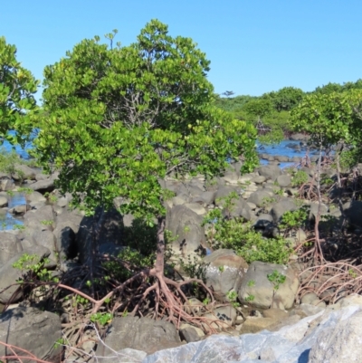 Unverified Other Tree at Mission Beach, QLD - 13 Aug 2024 by lbradley