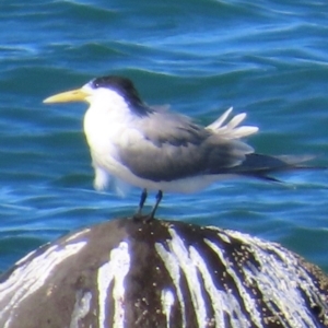 Thalasseus bergii at Mission Beach, QLD - 13 Aug 2024