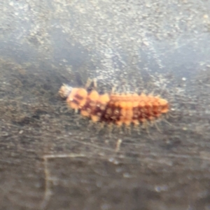 Coccinellidae (family) at Russell, ACT - 13 Aug 2024