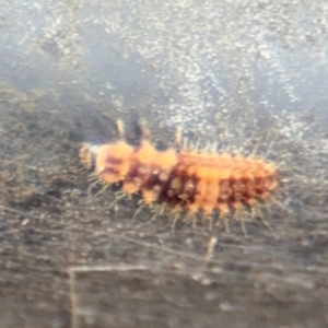 Coccinellidae (family) at Russell, ACT - 13 Aug 2024