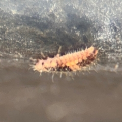 Coccinellidae (family) at Russell, ACT - 13 Aug 2024