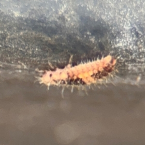 Coccinellidae (family) at Russell, ACT - 13 Aug 2024 01:35 PM