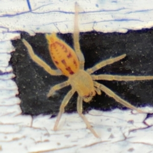 Clubionidae (family) at Russell, ACT - 13 Aug 2024