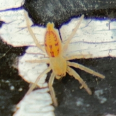 Clubionidae (family) at Russell, ACT - 13 Aug 2024