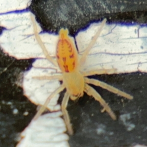 Clubionidae (family) at Russell, ACT - 13 Aug 2024