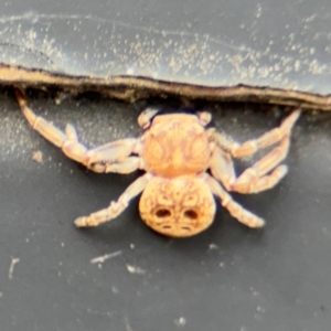 Cymbacha ocellata at Russell, ACT - 13 Aug 2024