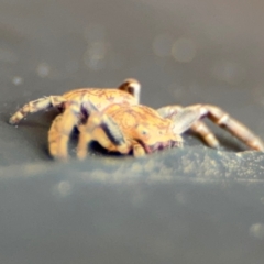 Cymbacha ocellata at Russell, ACT - 13 Aug 2024