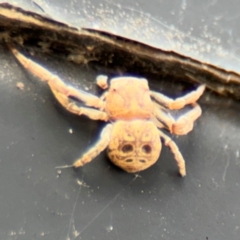 Cymbacha ocellata at Russell, ACT - 13 Aug 2024