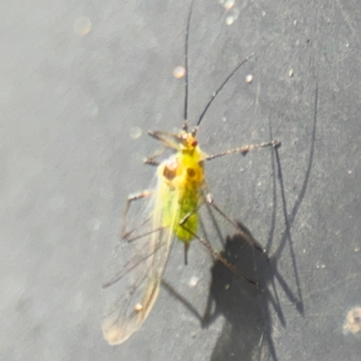 Aphididae (family) (Unidentified aphid) at Russell, ACT - 13 Aug 2024 by Hejor1