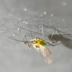 Aphididae (family) at Russell, ACT - 13 Aug 2024 01:44 PM