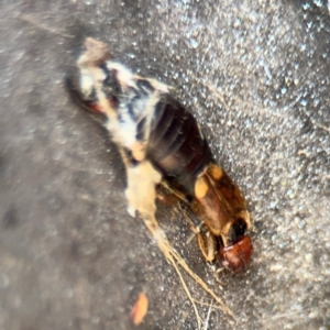 Forficula auricularia at Russell, ACT - 13 Aug 2024