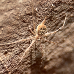 Tamopsis sp. (genus) (Two-tailed spider) at Russell, ACT - 13 Aug 2024 by Hejor1