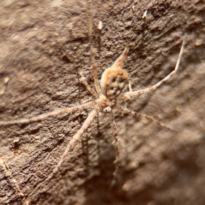 Tamopsis sp. (genus) (Two-tailed spider) at Russell, ACT - 13 Aug 2024 by Hejor1