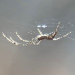 Tetragnatha demissa (Crouching Long-jawed Spider) at Russell, ACT - 13 Aug 2024 by Hejor1