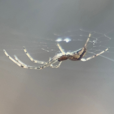 Tetragnatha demissa (Crouching Long-jawed Spider) at Russell, ACT - 13 Aug 2024 by Hejor1