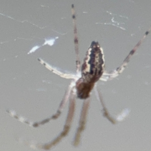 Tetragnatha demissa at Russell, ACT - 13 Aug 2024 02:01 PM