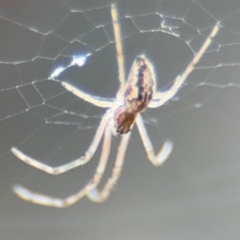 Tetragnatha demissa at Russell, ACT - 13 Aug 2024 02:01 PM