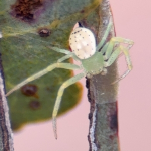 Lehtinelagia prasina at Russell, ACT - 13 Aug 2024 02:13 PM