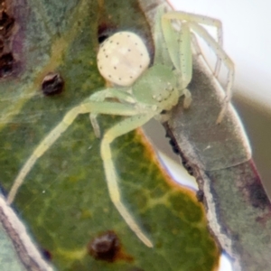 Lehtinelagia prasina at Russell, ACT - 13 Aug 2024