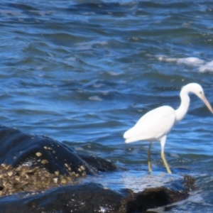 Egretta sacra at Mission Beach, QLD - 13 Aug 2024