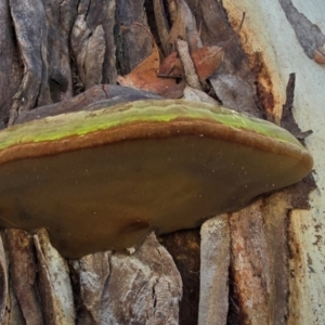 Phellinus sp. (non-resupinate) at Melba, ACT - 31 Jul 2024 01:09 PM