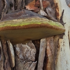 Phellinus sp. (non-resupinate) at Melba, ACT - 31 Jul 2024