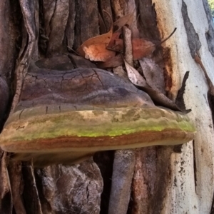 Phellinus sp. (non-resupinate) at Melba, ACT - 31 Jul 2024