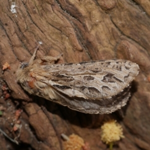 Oncopera fasciculatus at Freshwater Creek, VIC - 20 Sep 2022 04:43 PM