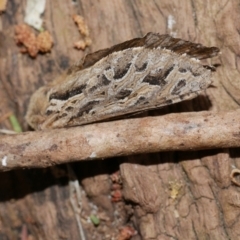 Oncopera fasciculatus at Freshwater Creek, VIC - 20 Sep 2022