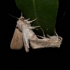 Leucania uda (A Noctuid moth) at Freshwater Creek, VIC - 20 Sep 2022 by WendyEM